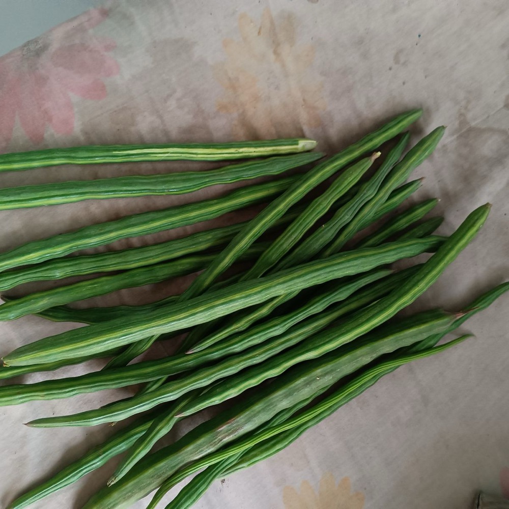 Fresh moringa drumstick pods