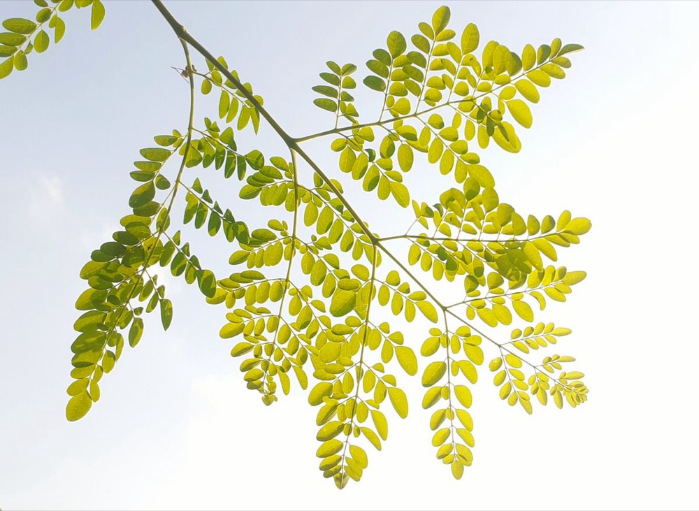 Moringa tree leaves