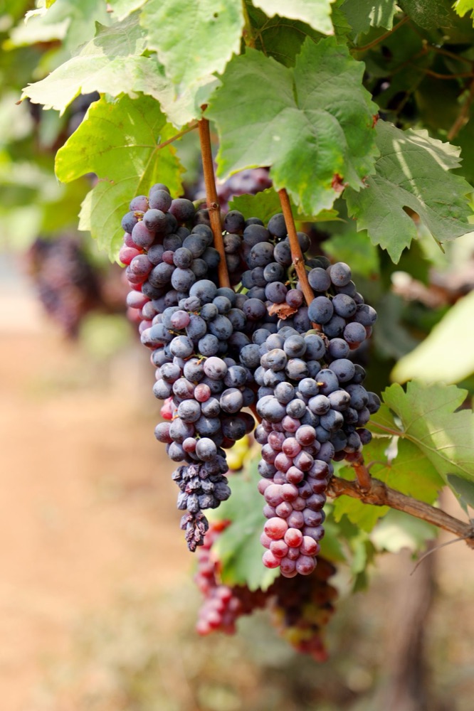 Grape bunches