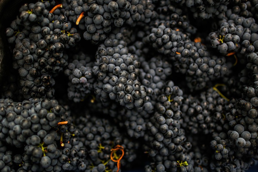 Black grapes