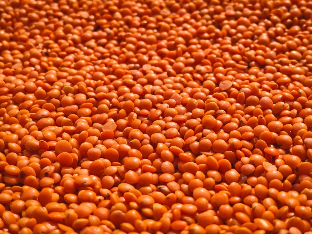 Vibrant red lentils