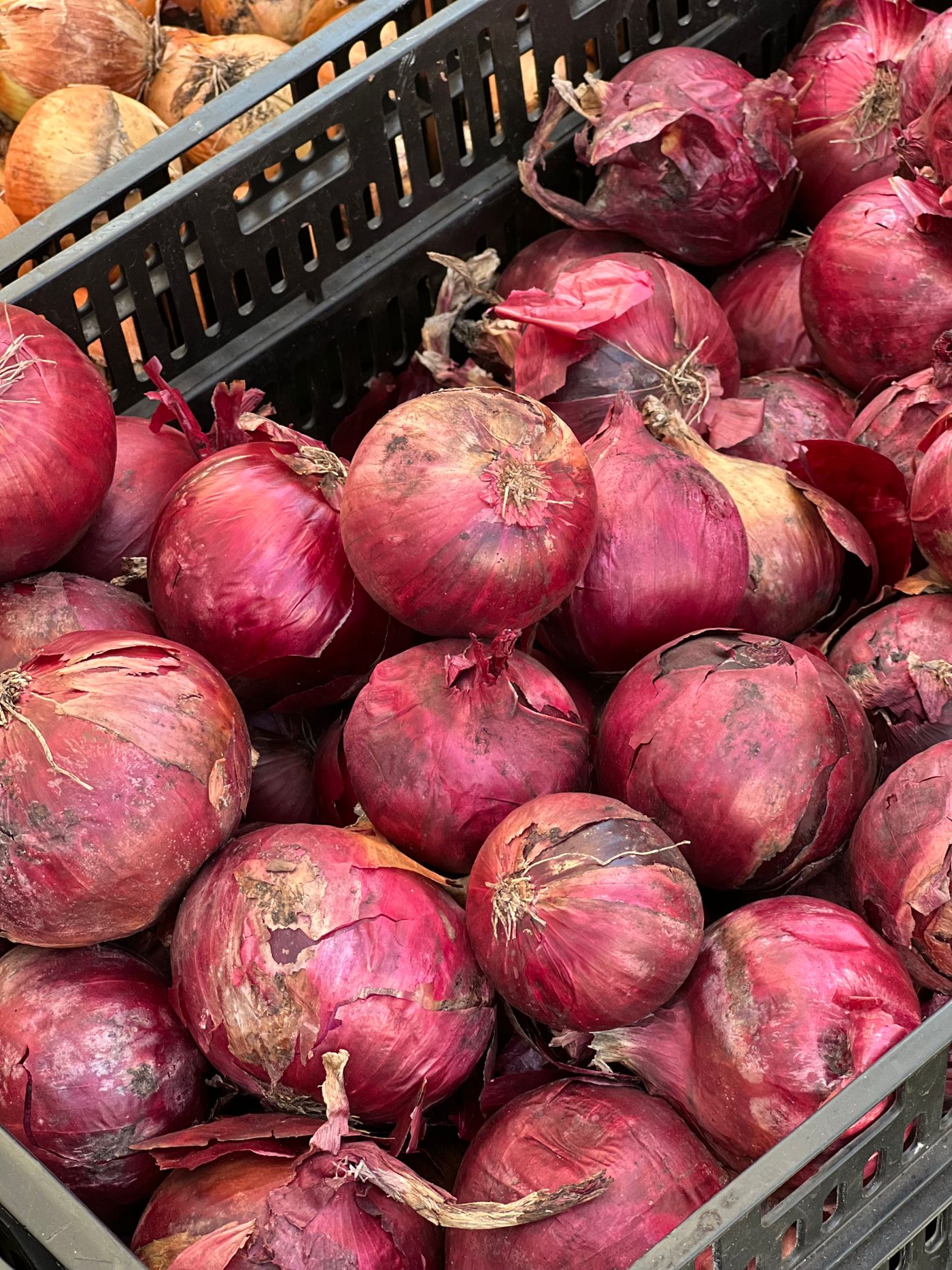 Red onions