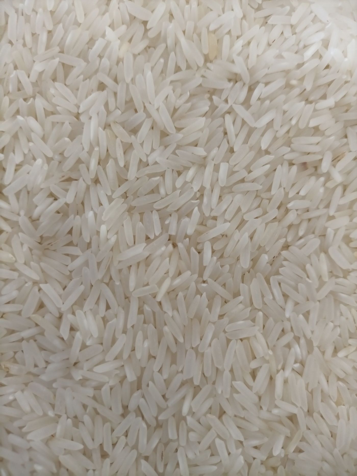 Long, slender 1509 basmati grains
